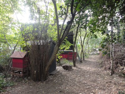 woodland area with black shed, billboard and two small red/pink structures (a wormery and compost bays)