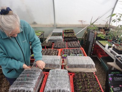 a person is attending to some polytunnel staging with many seed trays and seedlings, some with clear plastic lids.