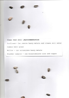 scanned sunflower seeds and type written text reads: "Clean that soil: phytoremediation - sunflower, common bent grass, willow, bladder campion"