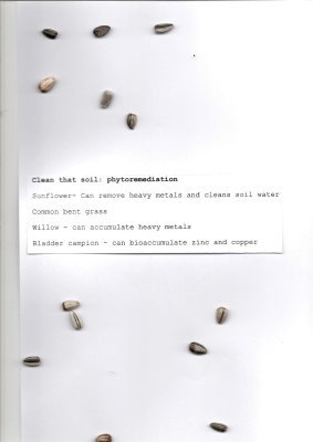 scanned sunflower seeds and type written text reads: "Clean that soil: phytoremediation - sunflower, common bent grass, willow, bladder campion"