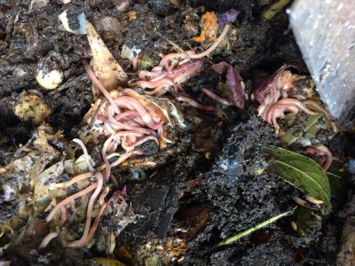 a tangle of worms in a wormery, with food scraps and leaves also visible