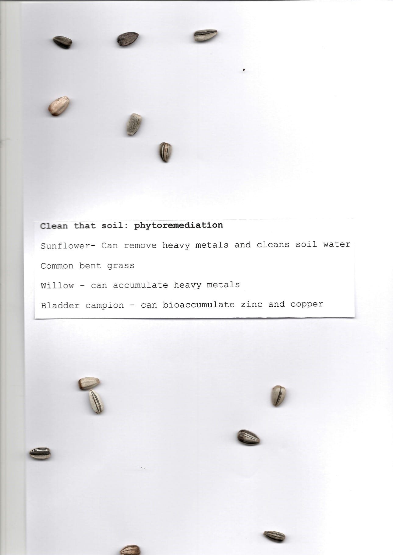 phytoremediation phytoremediation